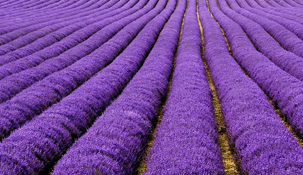 tempat-tempat terindah di dunia, tempat paling indah di dunia, taman lavender prancis, taman lavender paling indah, taman lavender paling indah ada di prancis, taman lavender paling indah ada dimana
