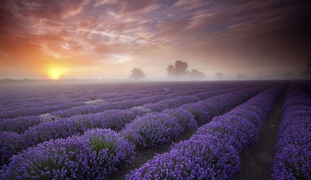 tempat terindah di dunia, tempat paling indah di dunia, taman lavender prancis, taman lavender paling indah di dunia