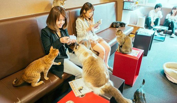 fakta unik tentang jepang, fakta menarik tentang jepang, fakta unik dan menarik negara jepang, kafe kucing di jepang