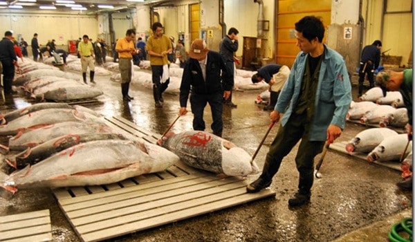 Tempat Pelelangan Ikan Tuna di Pasar Tsukiji, Tokyo (foto via ninonshun.com)