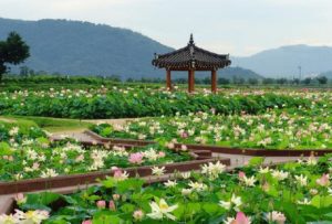 foto tempat wisata yang banyak bunga teratai di korea
