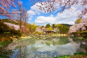 tempat wisata romantis di korea, taman sakura di korea