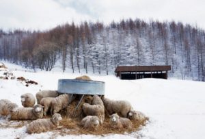 wisata korea selatan, peternakan domba terbesar di korea