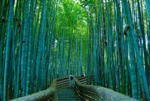 wisata korea selatan, hutan bambu korea