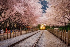 stasiun kereta penuh sakura di korea
