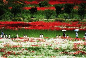 tempat wisata bunga di korea, taman bunga terindah di korea