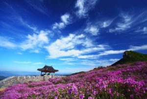 wisata korea, festival bunga di korea, royal azalela festival