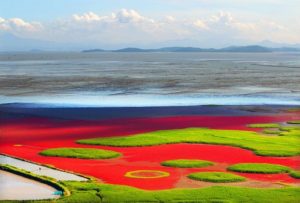 wisata korea selatan, suncheon bay, danau warna warni korea