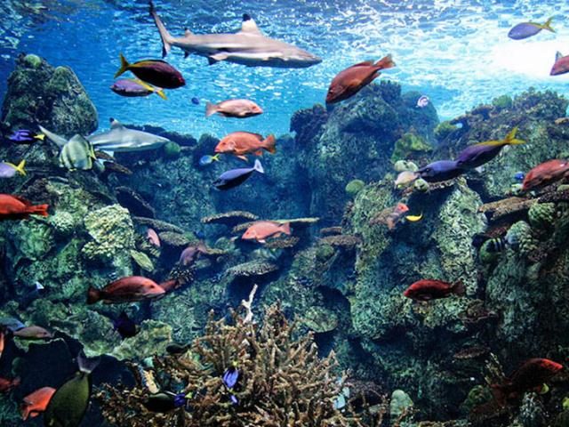 palau-aquarium_3