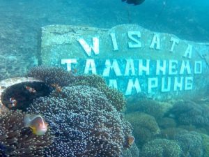 taman bawah laut pulau pahawang, taman nemo pulau pahawang, pemandangan bawah laut pulau pahawang