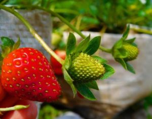 tempat wisata di bandung, kebun strawberry ciwidey