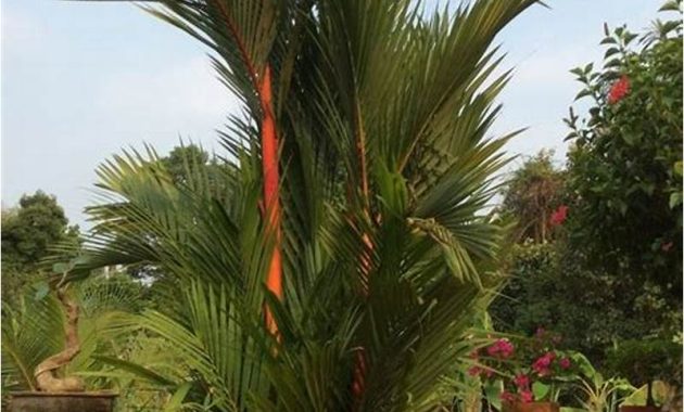 The Red Palm
