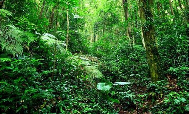 Gambar Hutan Dan Jungle