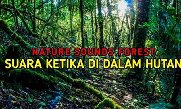 Gambar Suara Di Hutan Dan Jungle