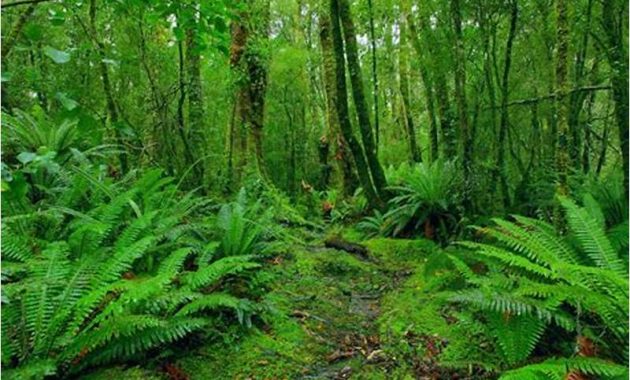 Gambar Hutan Dan Jungle Dalam Lingkungan Hidup