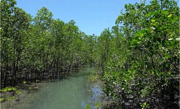 Mangrove Conservation Park