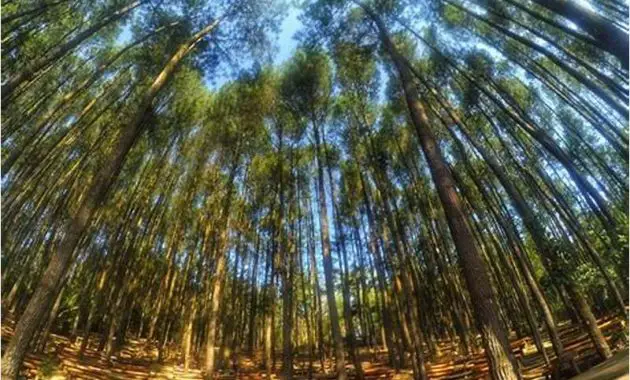 Hutan Pinus Songgoriti