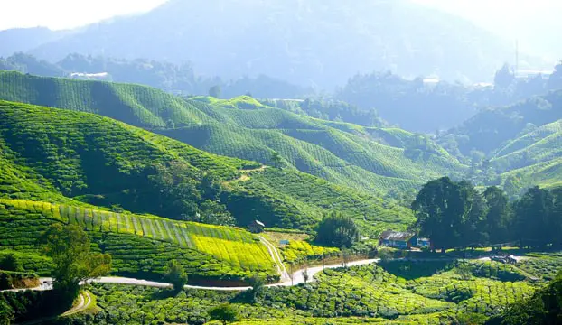 perkebunan teh, perkebunan teh puncak, perkebunan teh bogor, pemandangan perkebunan teh, pemandangan perkebunan teh di puncak bogor