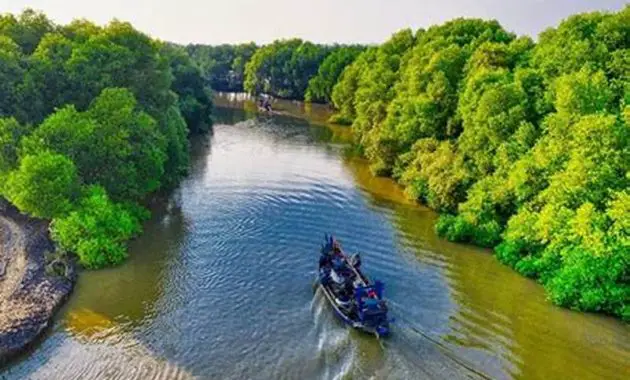 Hutan Mangrove Sungai Arau