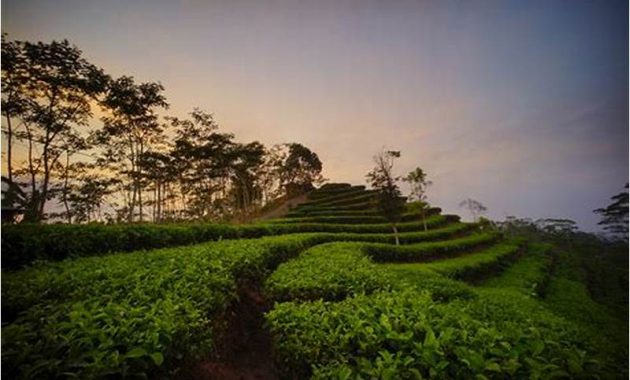 Kebun Teh Nglinggo