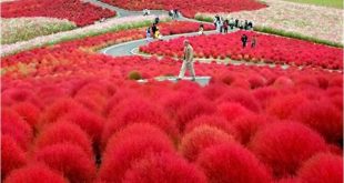 Taman Bunga Hitachi Seaside, Jepang