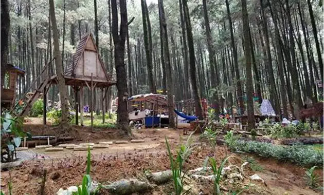 Hutan Pinus Gunung Pancar