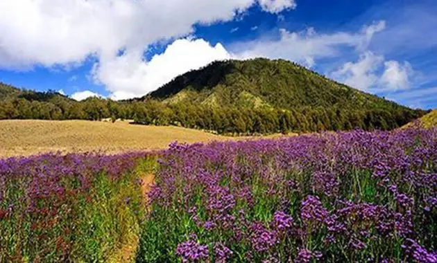 Oro Oro Ombo Semeru