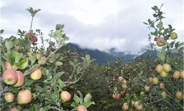 Kebun Apel Malang