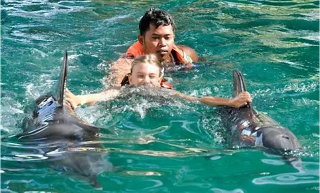 Swimming With Dolphins In Bali