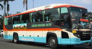 Gambar Bus Safari Dharma Raya