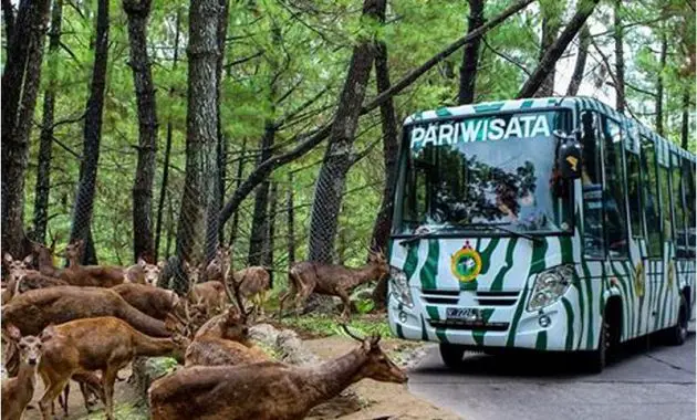 Transportasi Taman Safari Prigen