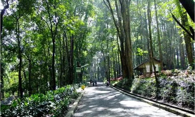 Taman Hutan Raya Juanda